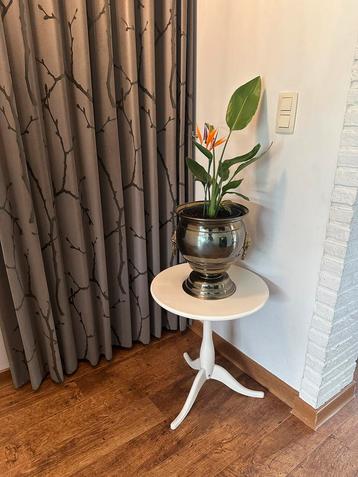 Koperen pot bloempot plant strelitzia reginae beschikbaar voor biedingen