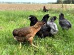 Jonge tamme Araucana kippen hennen gesekst en ingeënt