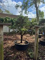 Naaldboom, Libanon ceder (Cedrus Libani), Tuin en Terras, Planten | Bomen, Ophalen, Overige soorten