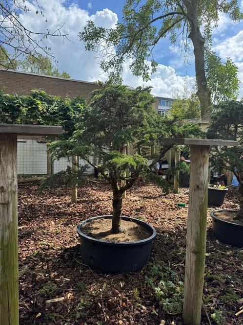 Naaldboom, Libanon ceder (Cedrus Libani), Tuin en Terras, Planten | Bomen, Overige soorten, Ophalen