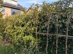 Leifruitbomen: Appel & Peer, Leiboom, Lente, 100 tot 250 cm, Ophalen