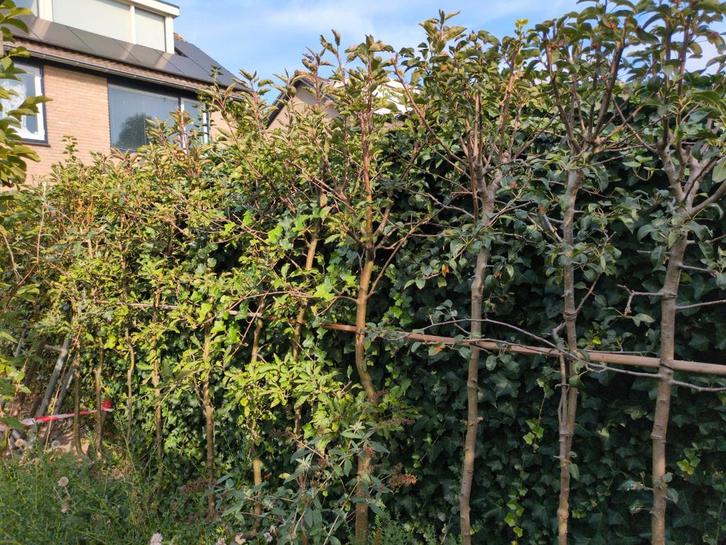 Leifruitbomen: Appel & Peer, Tuin en Terras, Planten | Bomen, Leiboom, 100 tot 250 cm, Volle zon, Lente, Ophalen
