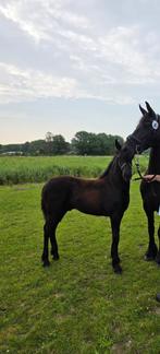 Fries hengstveulen, Dieren en Toebehoren, Paarden, Minder dan 160 cm, Niet van toepassing, 0 tot 2 jaar, Hengst