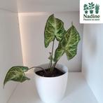 Syngonium arrowhead, Overige soorten, Minder dan 100 cm, Groene kamerplant, Halfschaduw