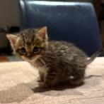 Geweldige lieve poesjes kittens, Dieren en Toebehoren, Katten en Kittens | Overige Katten, Poes, Kortharig, 0 tot 2 jaar