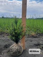 Taxus Baccata - Buxus Vervanger in diverse maten, Ophalen, Bloeit niet, Halfschaduw, Overige soorten