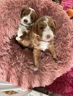 Australian labradoodle pups met stamboom, Dieren en Toebehoren, Overige rassen, 8 tot 15 weken, CDV (hondenziekte), Meerdere