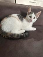 Kittens te koop, Meerdere dieren, Ontwormd, 0 tot 2 jaar