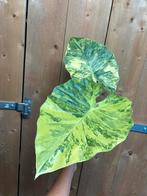 Alocasia macrorrhiza variegata plant aurea yellow lemon lime, Huis en Inrichting, Kamerplanten, Ophalen of Verzenden, Overige soorten