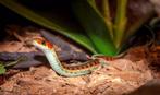 GEZOCHT: Sirtalis Kousenband Slangen GEZOCHT!!, Dieren en Toebehoren, Reptielen en Amfibieën, Tam