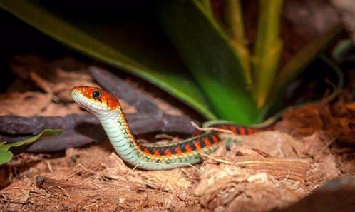 GEZOCHT: Sirtalis Kousenband Slangen GEZOCHT!!, Dieren en Toebehoren, Reptielen en Amfibieën, Tam