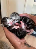 Nieuw personeel gezocht! Britsekorthaar X maincoon, Dieren en Toebehoren, Katten en Kittens | Overige Katten, Meerdere dieren