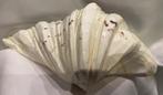 Doopvont schelp, Verzamelen, Mineralen en Fossielen, Ophalen of Verzenden, Schelp(en)