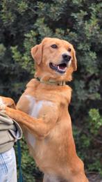 Freya, 2 jaar verblijft op Cyprus, Dieren en Toebehoren, Rabiës (hondsdolheid), Handelaar, 1 tot 2 jaar, Buitenland