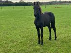 friese veulens, Dieren en Toebehoren, Paarden, Meerdere dieren, Niet van toepassing, Gechipt, 0 tot 2 jaar