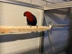 Edelpapegaai pop natuurbroed, Dieren en Toebehoren, Vogels | Parkieten en Papegaaien, Vrouwelijk, Papegaai, Geringd