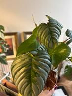 Philodendron sodiroi, Huis en Inrichting, Kamerplanten, Ophalen, Halfschaduw, Minder dan 100 cm