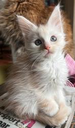 Prachtige maine coon kittens met stamboom, Kater, Met stamboom, 0 tot 2 jaar