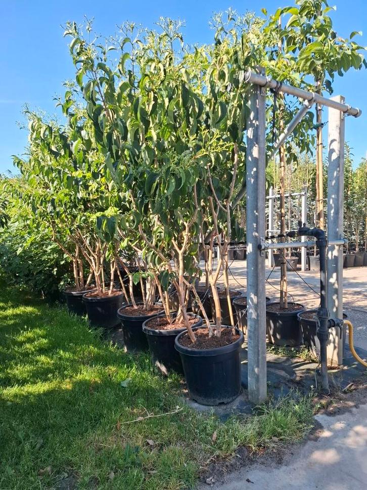 meerstammige zevenzonenboom heptacodium miconioides, Tuin en Terras, Planten | Bomen, Ophalen