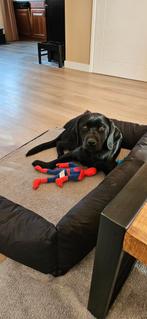 Labrador retriever Zwart, 15 weken tot 1 jaar, Teef, Labrador retriever, Parvo