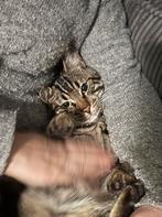 Half bengaalse katten, Dieren en Toebehoren, Katten en Kittens | Raskatten | Korthaar, Meerdere dieren, Ontwormd, 0 tot 2 jaar