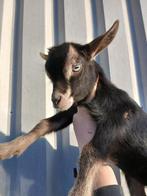 Prachtig blauw ogen geitje., Dieren en Toebehoren, Schapen, Geiten en Varkens, Vrouwelijk, Geit, 0 tot 2 jaar