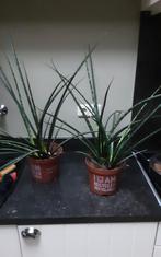 2 Kamerplanten dracaena groot, Tuin en Terras, Planten | Tuinplanten, Ophalen of Verzenden