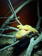 0.1 Corallus hortulanus cb 2019 evt. met terrarium, Dieren en Toebehoren, Reptielen en Amfibieën, Slang, 3 tot 6 jaar