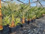 Chamaerops humilis palmboom, Tuin en Terras, Planten | Tuinplanten, Ophalen, Overige soorten, Volle zon