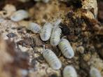 Isopods, Overige soorten, 0 tot 2 jaar