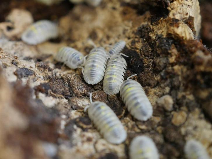Isopods, Dieren en Toebehoren, Reptielen en Amfibieën, Overige soorten, 0 tot 2 jaar