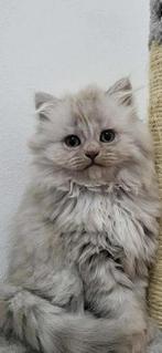 Een lieve britse langhaar kitten, Dieren en Toebehoren, Poes, Langharig, 0 tot 2 jaar