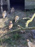 Versch soorten  kwartels, Dieren en Toebehoren, Vogels | Overige Vogels, Meerdere dieren, Tropenvogel, Geringd