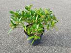 Te koop Skimmia tuinplanten (Kew Green), Ophalen, Vaste plant, Overige soorten, Halfschaduw