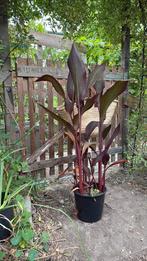 Canna, Overige soorten, 100 tot 250 cm, Zomer, Ophalen