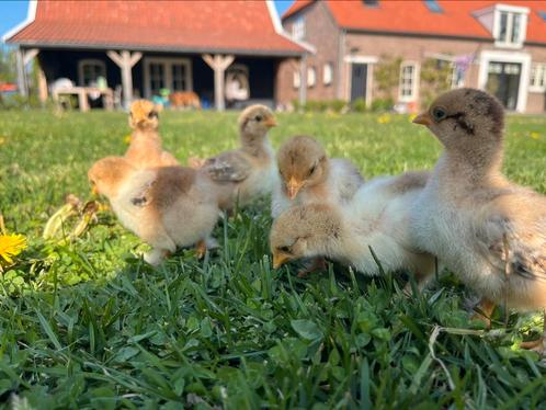 Cochin kriel kuikentjes 7 stuks 🐣, Dieren en Toebehoren, Pluimvee, Kip, Geslacht onbekend
