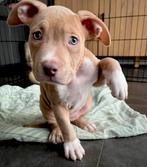 Amerikaanse Stafford pup van 8 weken, Dieren en Toebehoren, Overige rassen, 8 tot 15 weken, Teef, Eén hond