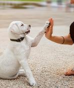 Betrouwbare oppas voor hondjes&katten–korte en lange periode, Contacten en Berichten