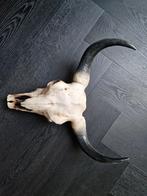 Dieren schedel - decoratief object, Ophalen, Zo goed als nieuw