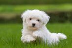 Maltezer pups beschikbaar, Dieren en Toebehoren, Honden | Chihuahua's en Gezelschapshonden, CDV (hondenziekte), Meerdere, Maltezer