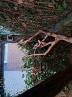 9 kanaries, Dieren en Toebehoren, Vogels | Overige Vogels, Meerdere dieren