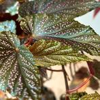 Begonia Benigo Pink - Angelwings Kamerplant 1.60m hoog, Huis en Inrichting, Kamerplanten, Bloeiende kamerplant, Ophalen, Halfschaduw