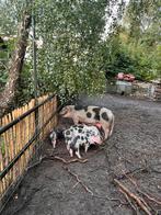 Bonte Bentheimer borgjes, Dieren en Toebehoren, Schapen, Geiten en Varkens, Varken