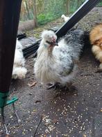 Zijdehoen haantje, Dieren en Toebehoren, Pluimvee, Mannelijk, Kip