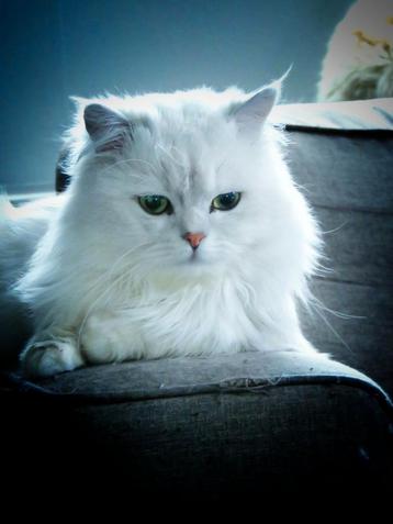 Perzische kat dekkater niet te koop 