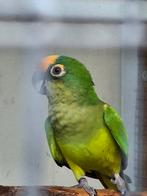 Aratinga  man, Dieren en Toebehoren, Vogels | Parkieten en Papegaaien, Mannelijk, Parkiet, Geringd