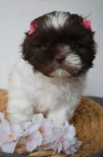 Shih Tzu prinsesje chocolade wit 8weken, Dieren en Toebehoren, Honden | Chihuahua's en Gezelschapshonden, België, Particulier