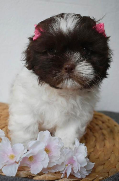 Shih Tzu prinsesje chocolade wit 8weken, Dieren en Toebehoren, Honden | Chihuahua's en Gezelschapshonden, Teef, Particulier, Eén hond