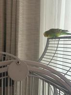 Prachtig mooi grasparkiet pop, Vrouwelijk, Parkiet, Tam