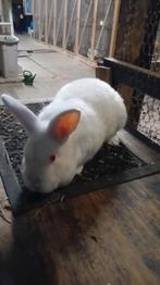 Satijn ivoor, Dieren en Toebehoren, Konijnen